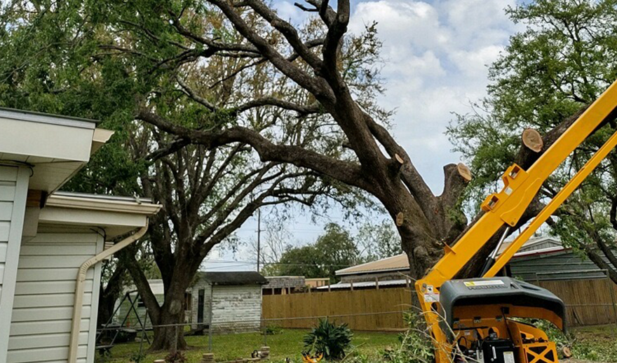 Leaning oak tree over residential property